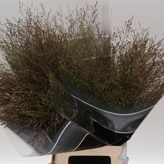 Freshy Panicum Virgatum Vingergras “Warrior” | Kleur: Groen | Lengte ± 80 centimeter | Per 50 takken