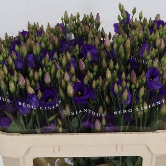 Freshy Eustoma Lisianthus Enkelbloemig “Picco Violet” | Kleur: Paars | Lengte ± 70 centimeter | Per 10 stelen verse bloemen