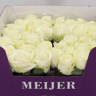 Freshy Großblütige Rose “Avalanche Koene White” | Farbe: Weiß | Länge ± 80 centimeter | Pro 10 frische Blumen