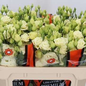 Freshy Eustoma Gevuld Rosi Geel