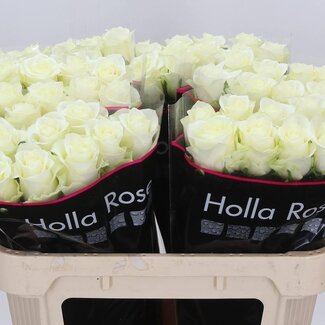 Freshy Grootbloemige Roos “Mont Royal” | Kleur: Wit | Lengte ± 70 centimeter | Per 10 verse bloemen