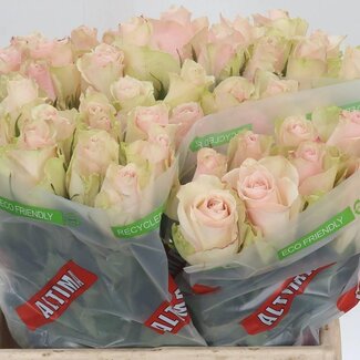 Freshy Rosa Pink Athena