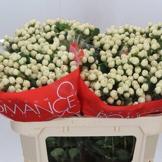 Freshy Hypericum Sint-janskruid “Cool Romance” Vertakt | Kleur: Geel | Lengte ± 70 centimeter | Per 25 stelen verse bloemen