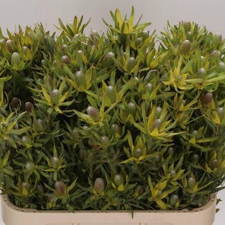 Freshy Leucadendron “Pizza” | Kleur: Groen | Lengte ± 80 centimeter | Per 10 verse bloemen