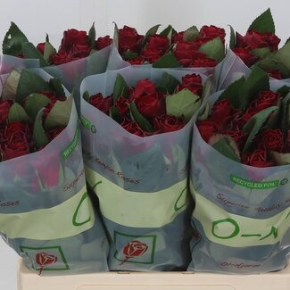 Freshy Grootbloemige Roos “Red Tacazzi” | Kleur: Rood | Lengte ± 60 centimeter | Per 20 verse bloemen