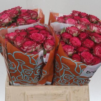 Freshy Trosroos “Vanessa” | Kleur: Wit Roze | Lengte ± 40 centimeter | Per 10 verse bloemen