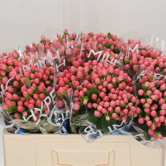 Freshy Hypericum Coco Casino