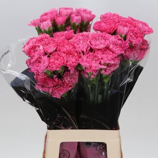Freshy Lange Anjer “Tonic Golem” | Kleur: Roze | Lengte ± 70 centimeter | Per 20 verse bloemen