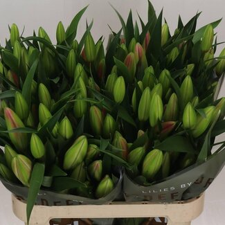 Freshy Lelie Oriental Aqua “Master” | Kleur: Paars | Lengte ± 95 centimeter | Per 10 stelen verse bloemen