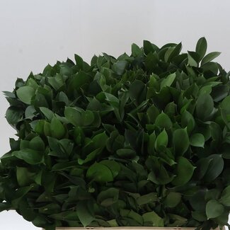 Freshy Ruscus Hypophyllum Muizendoorn | Kleur: Groen | Lengte ± 60 centimeter | Per 50 takken