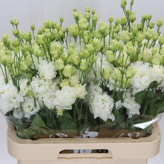 Freshy Eustoma Lisianthus Gevuld “Alissa Pure White” | Kleur: Wit | Lengte ± 70 centimeter | Per 10 stelen verse bloemen