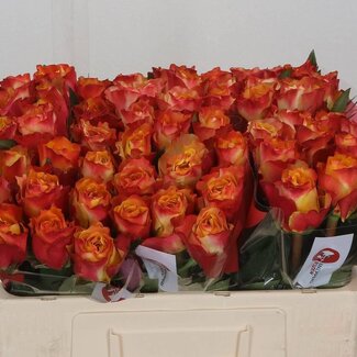 Freshy Großblütige Rose “Downtown” | Farbe: Gelb Rood | Länge ± 50 centimeter | Pro 20 frische Blumen
