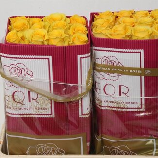 Freshy Grootbloemige Roos “Lighthouse” | Kleur: Geel | Lengte ± 50 centimeter | Herkomst Ecuador | Per 25 verse bloemen