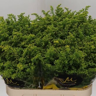 Freshy Solidago Goldrute “Carzan Glory” | Farbe: Gelb | Länge ± 80 centimeter | Pro 25 Stielen frische Blumen