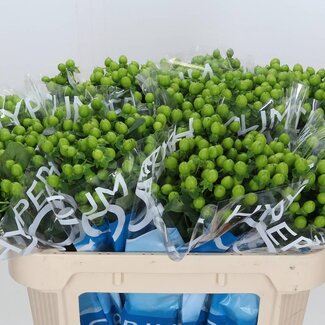 Freshy Hypericum Coco Bamboo