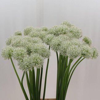 Freshy Allium Mount Everest
