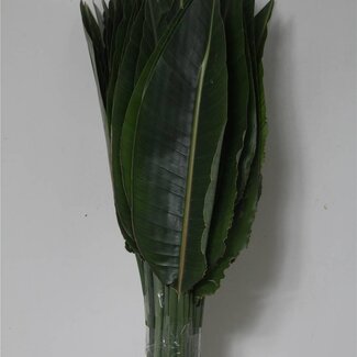 Freshy Strelitzia Paradijsvogelbloem Blad | Kleur: Groen | Lengte ± 100 centimeter | Per 10 stelen