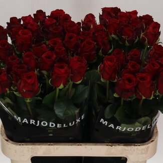 Freshy Grootbloemige Roos XL “Red Naomi” | Kleur: Rood | Lengte ± 80 centimeter | Per 10 verse bloemen