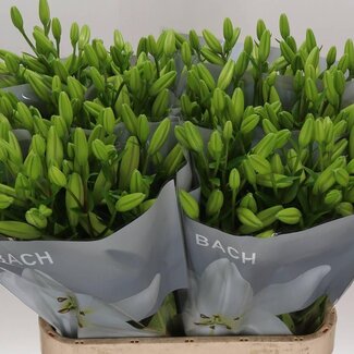 Freshy Lelie Longiflorum x Aziatische Lelie Aqua “Bach” | Kleur: Wit | Lengte ± 90 centimeter | Per 10 stelen verse bloemen