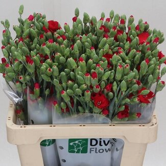 Freshy Trosanjer “Solanum Brightfly” | Enkelbloemig Hollands | Kleur: Roze | Lengte ± 60 centimeter | Per 30 verse bloemen