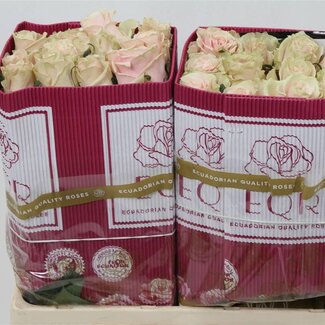 Freshy Grootbloemige Roos “Pink Mondial” | Kleur: Roze | Lengte ± 50 centimeter | Herkomst Ecuador | Per 25 verse bloemen