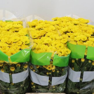Freshy Chrysant santini Rossi Sunny