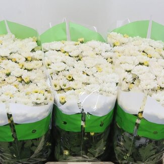 Freshy Chrysanthemum Chrysant Santini “Rossi White” | Kleur: Wit | Lengte ± 55 centimeter | Per 25 stelen verse bloemen