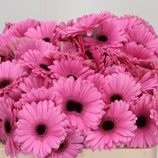 Freshy Germini Aqua “Talent” | Couleur: Rose | Lengte ± 50 centimeter | Par 20 fleurs fraîches