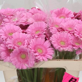 Freshy Germini Aqua “Kirstey” | Kleur: Roze | Lengte ± 50 centimeter | Per 20 verse bloemen