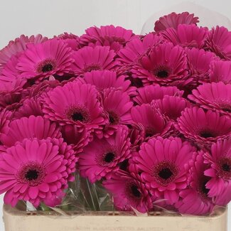 Freshy Germini Aqua “Anna” | Kleur: Roze | Lengte ± 50 centimeter | Per 20 verse bloemen