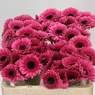 Freshy Germini Aqua “Arabel” | Kleur: Rood | Lengte ± 50 centimeter | Per 20 verse bloemen