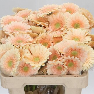 Freshy Germini Aqua “Miami” | Couleur: Orange | Longueur ± 50 centimeter | Par 20 fleurs fraîches