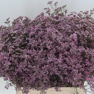 Freshy Limonium Safora “Oshi Pink” | Kleur: Paars | Lengte ± 70 centimeter | Per 25 stelen verse bloemen