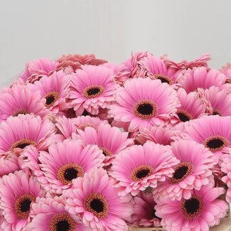 Freshy Germini Aqua “Esmee” | Kleur: Roze | Lengte ± 50 centimeter | Per 20 verse bloemen