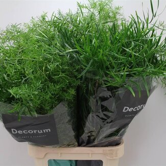 Freshy Asparagus Gem In Bos