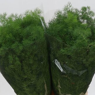 Freshy Asparagus Umbellatus