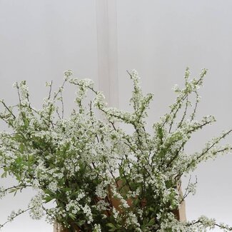 Freshy Spiraea “Grefsheim” Biologisch | Kleur: Wit | Lengte ± 50 centimeter | Per 10 takken