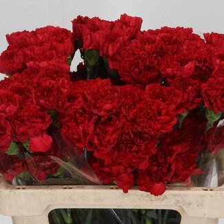 Freshy Korte Anjer “Don Pedro” | Kleur: Rood | Lengte ± 55 centimeter | Per 20 verse bloemen