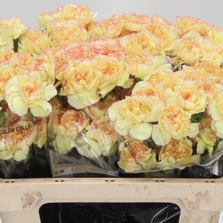 Freshy Korte Anjer “Fiesta Komachi” | Kleur: Roze | Lengte ± 55 centimeter | Per 20 verse bloemen