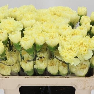 Freshy Korte Anjer “Diletta” | Kleur: Geel | Lengte ± 55 centimeter | Per 20 verse bloemen