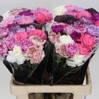 Freshy Lange Anjer Mix Lavendel | Kleur: Gemengde Kleuren | Lengte ± 65 centimeter | Per 20 verse bloemen