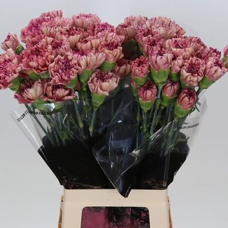 Freshy Lange Anjer “Vortex” | Kleur: Gemengde Kleuren | Lengte ± 70 centimeter | Per 20 verse bloemen