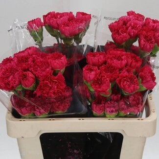 Freshy Korte Anjer “Bizet” | Kleur: Rood | Lengte ± 55 centimeter | Per 20 verse bloemen