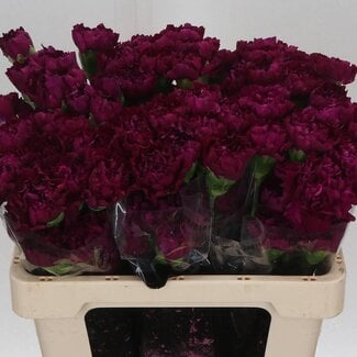 Freshy Korte Anjer “Golem” | Kleur: Paars | Lengte ± 55 centimeter | Per 20 verse bloemen