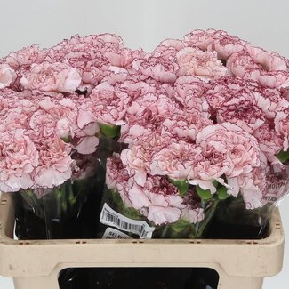 Freshy Korte Anjer “Mariposa” | Kleur: Wit Roze | Lengte ± 55 centimeter | Per 20 verse bloemen