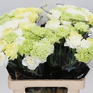Freshy Lange Anjer Mix Geel | Kleur: Gemengde Kleuren | Lengte ± 65 centimeter | Per 20 verse bloemen