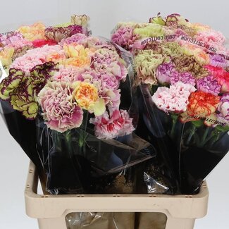 Freshy Lange Nelke Mix Gestreift | Farbe: Gemischte Farben | Länge ± 65 centimeter | Pro 20 frische Blumen