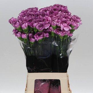 Freshy Lange Anjer “Royal Damascus” | Kleur: Paars | Lengte ± 70 centimeter | Per 20 verse bloemen