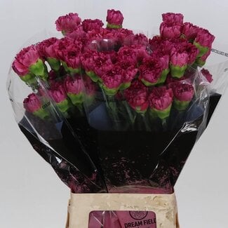 Freshy Lange Anjer “Bernard” | Kleur: Rood | Lengte ± 70 centimeter | Per 20 verse bloemen