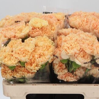 Freshy Korte Anjer “Caroline Gold” | Kleur: Oranje | Lengte ± 55 centimeter | Per 20 verse bloemen